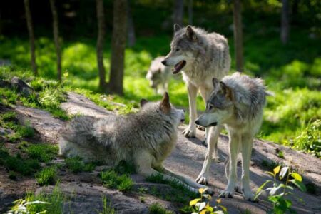 The First Domesticated Dogs